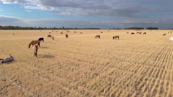 Paarden Grazen Gras Een Weide Huishoudelijke Boerderijpaarden Zijn Zoogdieren Die — Stockvideo
