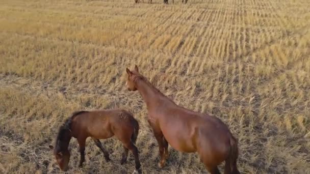 Kuda Merumput Rumput Padang Rumput Kuda Pertanian Domestik Adalah Mamalia — Stok Video