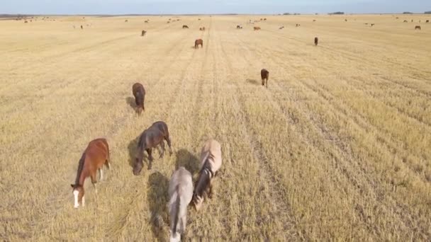 Koně Pasoucí Louce Domácí Farmářští Koně Jsou Savci Pasoucí Zelených — Stock video