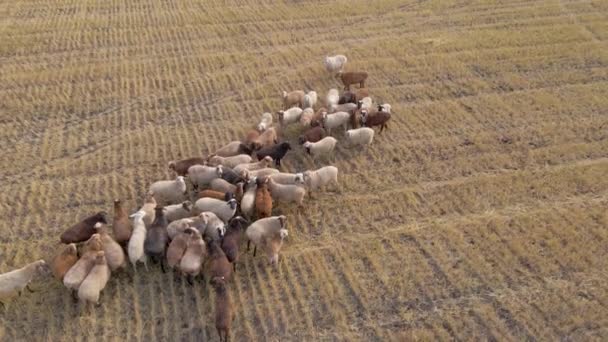 Louce Pasou Ovce Berani Jehňata Procházky Pastva Domácích Mazlíčků Farmě — Stock video