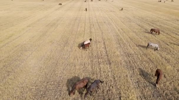 Caballos Pastando Hierba Prado Los Caballos Domésticos Granja Son Mamíferos — Vídeo de stock