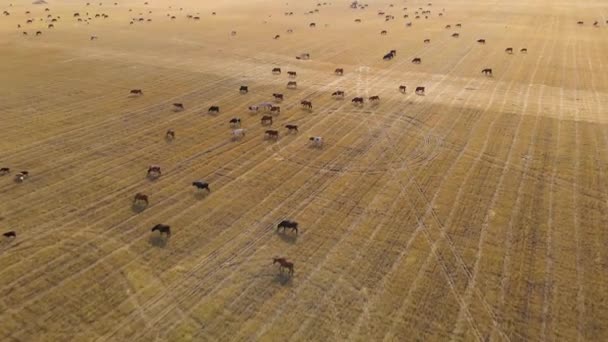 Cavalos Pastando Grama Refeiço Cavalos Domésticos São Mamíferos Pastando Campos — Vídeo de Stock