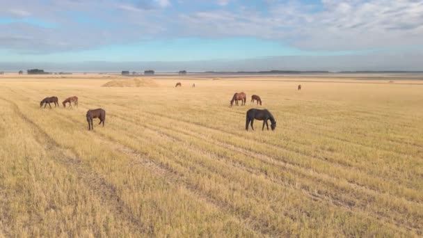 马在草地上吃草 家养的马是在绿地上吃草的哺乳动物 野生动物和树叶动物 纯种马的农场动物 — 图库视频影像