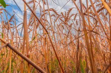 Buğday, tarım çiftliği ve tarım konseptiyle altın tahıl tarlası. Buğday tarlası. Buğday tarlası. Kırsal alan. Olgunlaşmış kulaklar.