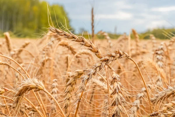 Golden Cereal Field Ears Wheat Agriculture Farm Farming Concept Harvest — Stock fotografie