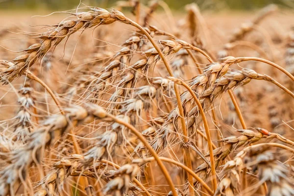 Campo Cereales Oro Con Espigas Trigo Granja Agrícola Concepto Agricultura —  Fotos de Stock