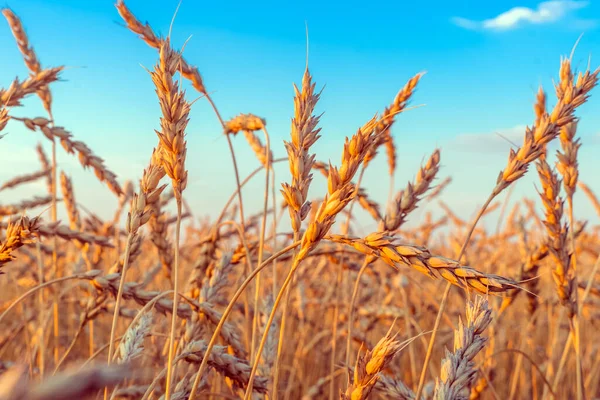 Campo Cereales Oro Con Espigas Trigo Granja Agrícola Concepto Agricultura —  Fotos de Stock