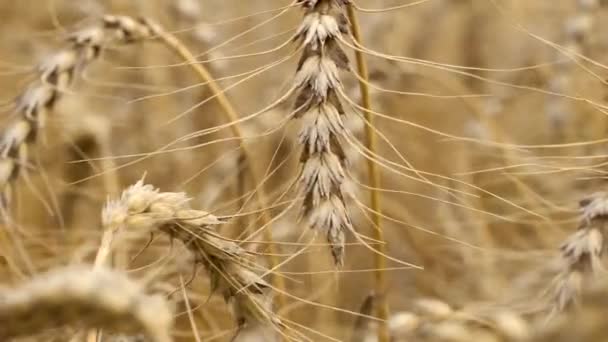 Złote Pole Zbóż Uszami Pszenicy Gospodarstwo Rolne Koncepcja Rolnictwa Żniwa — Wideo stockowe