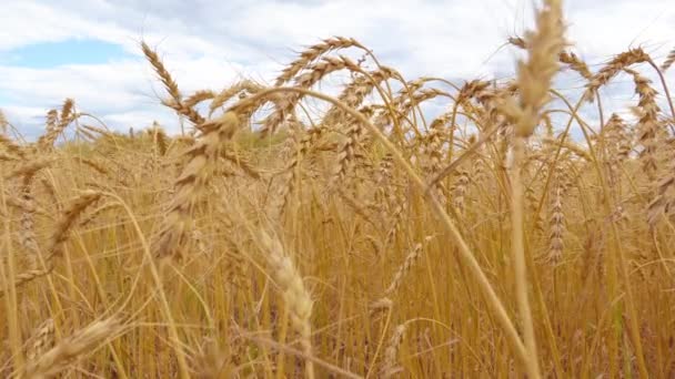 Золоте Зернове Поле Вухами Пшениці Сільськогосподарська Ферма Концепція Сільського Господарства — стокове відео