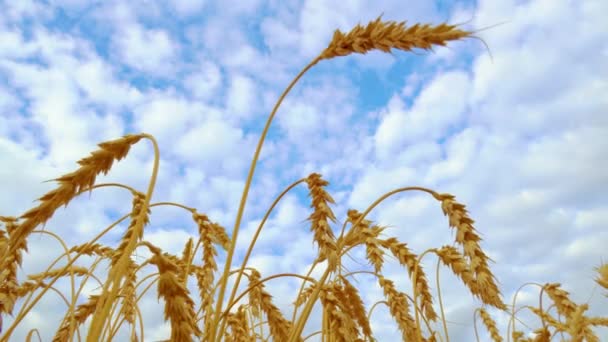 コムギ 農業の概念の耳を持つ黄金の穀物畑 コムギ畑農村風景熟す耳 ランチョ収穫コンセプトコムギの熟した耳 — ストック動画