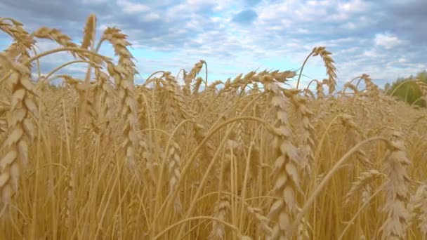 Campo Cereales Oro Con Espigas Trigo Granja Agrícola Concepto Agricultura — Vídeos de Stock