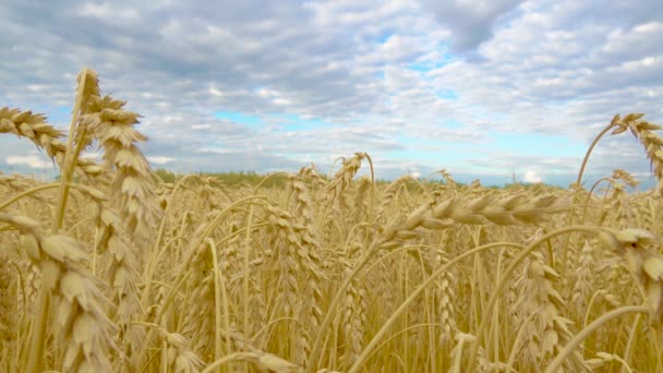 Campo Cereali Dorati Con Spighe Grano Agricoltura Azienda Agricola Concetto — Video Stock