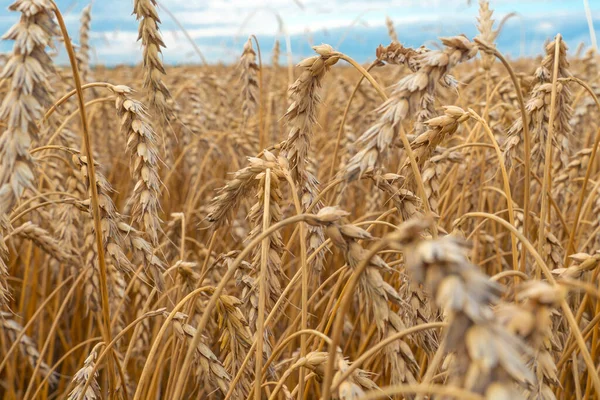 Campo Cereales Oro Con Espigas Trigo Granja Agrícola Concepto Agricultura —  Fotos de Stock