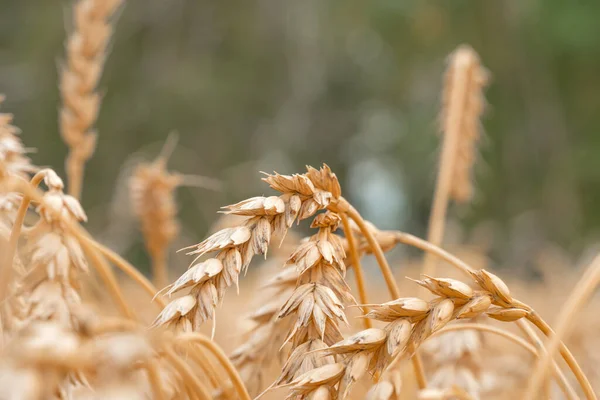 Campo Cereales Oro Con Espigas Trigo Granja Agrícola Concepto Agricultura —  Fotos de Stock