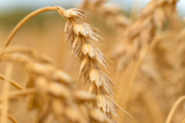 Golden Cereal Field Ears Wheat Agriculture Farm Farming Concept Harvest — Stock fotografie