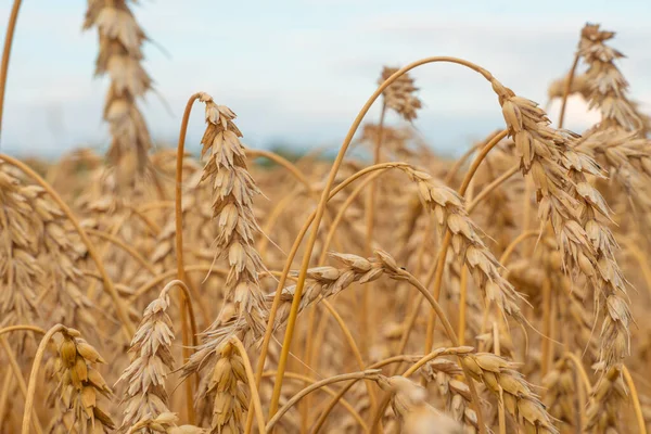 Золоте Зернове Поле Вухами Пшениці Сільськогосподарська Ферма Концепція Сільського Господарства — стокове фото