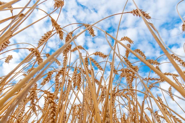 Golden Cereal Field Ears Wheat Agriculture Farm Farming Concept Harvest — Stock fotografie