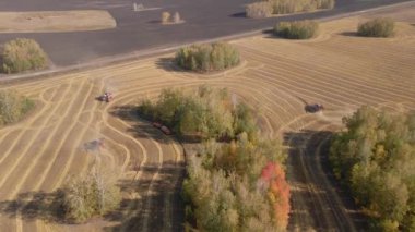 Buğday, ekin, yulaf, tarla, çiftlik ve tarım alanlarında arpa hasat etmek. Tarlada biçilen ekin hasadı, buğday tarlasında biçilen ekin hasadı. Makineler hasat ediliyor.