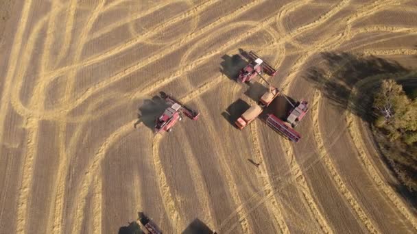 Cosechar Grano Trigo Vista Aérea Cosecha Cosechar Trigo Avena Cebada — Vídeos de Stock