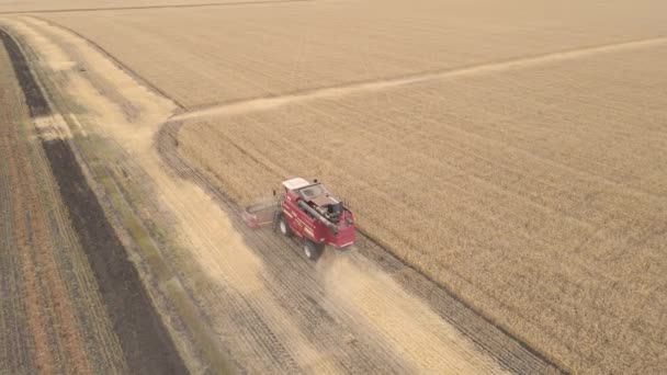 곡식을 수확하고 곡물을 수확하고 공중에서 밭에서 보리를 수확하고 농장에서는 보리를 — 비디오