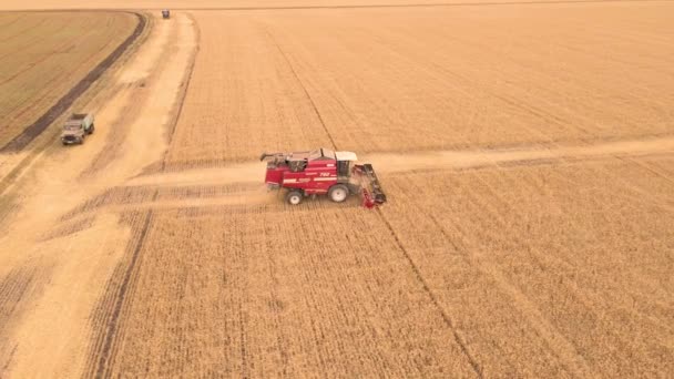 곡식을 수확하고 곡물을 수확하고 공중에서 밭에서 보리를 수확하고 농장에서는 보리를 — 비디오