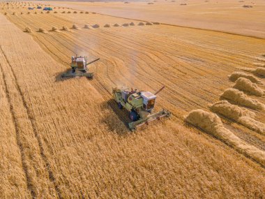 Buğday, ekin, yulaf, tarla, çiftlik ve tarım alanlarında arpa hasat etmek. Tarlada biçilen ekin hasadı, buğday tarlasında biçilen ekin hasadı. Makineler hasat ediliyor.