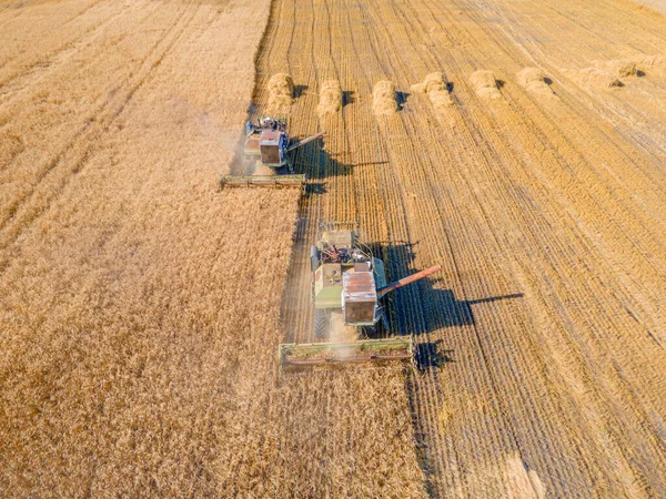 Збирання Зерна Пшениці Врожаю Повітряний Вигляд Збирання Пшениці Овес Ячменю — стокове фото
