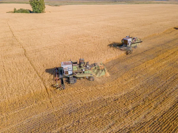 Harvest Wheat Grain Crop Aerial View Harvesting Wheat Oats Barley — Stock Photo, Image