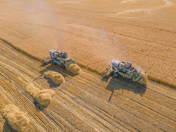 Harvest wheat grain and crop aerial view.Harvesting wheat,oats, barley in fields,ranches and farmlands.Combines mow in the field.Agro-industry.Combine Harvester Cutting on wheat filed.Machine harvest