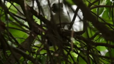 Kırmızı Colobus maymunu ağaç dalının tepesinde.