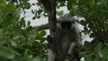 Kırmızı Colobus maymunu ağaç dalının tepesinde.