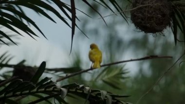 Doğu Altın Örgü, doğu ve güney Afrika 'da bulunur.
