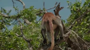 Kırmızı Colobus maymunu ağaç dalının tepesinde.