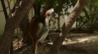 Kırmızı Colobus maymunu ağaç dalının tepesinde.