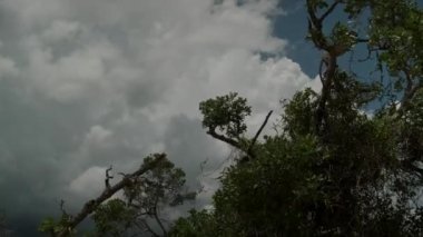 Kırmızı Colobus maymunu ağaç dalının tepesinde.