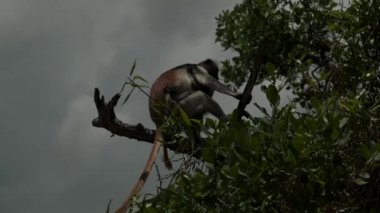 Kırmızı Colobus maymunu ağaç dalının tepesinde.