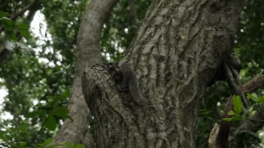 Büyük siyah bir ağaç üzerine tırmanıyor.