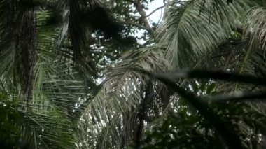 Kırmızı Colobus maymunu ağaç dalının tepesinde.