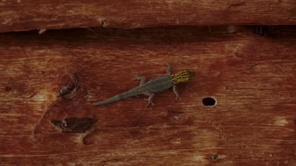 Närbild av gecko på en palm Stockfilm