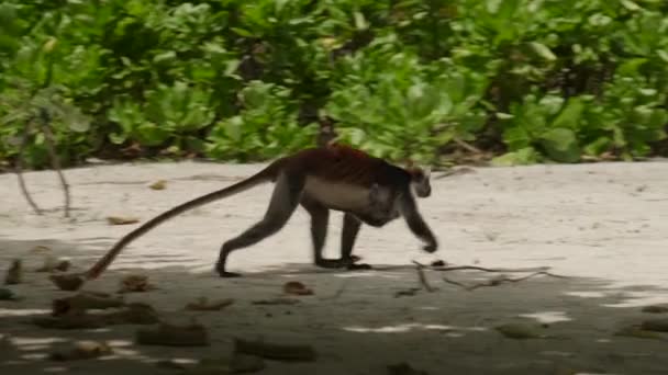 Macaco Colobus vermelho no alto do galho da árvore — Vídeo de Stock