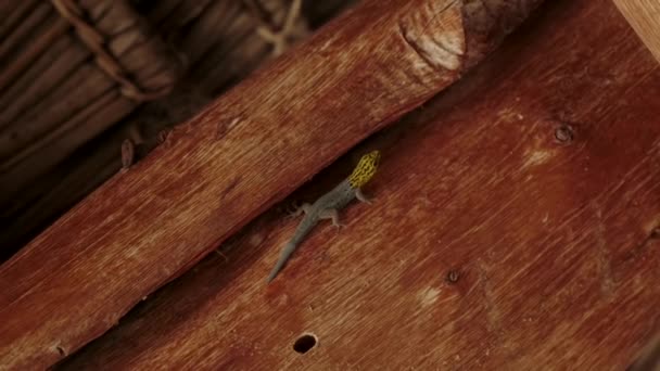 Närbild av gecko på en palm Videoklipp
