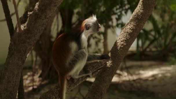 Roter Colobus-Affe hoch oben auf dem Ast Videoclip