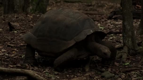 Θέα των χελωνών στο νησί Πρισόνα στο Ζανζιβάρη, χελώνες παλαιές πάνω από 100 χρόνια — Αρχείο Βίντεο