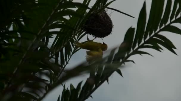 Eastern Golden Weave, encontrado no leste e sul da África — Vídeo de Stock