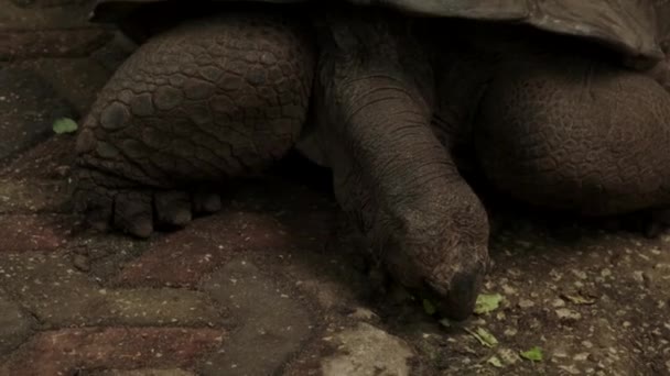 Θέα των χελωνών στο νησί Πρισόνα στο Ζανζιβάρη, χελώνες παλαιές πάνω από 100 χρόνια — Αρχείο Βίντεο