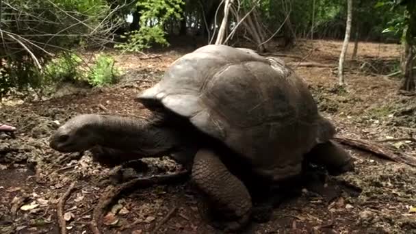 Syn på sköldpaddor i fängelse ön i zanzibar, sköldpaddor äldre än 100 år Royaltyfri Stockvideo