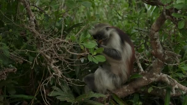 Macaco Colobus vermelho no alto do galho da árvore — Vídeo de Stock