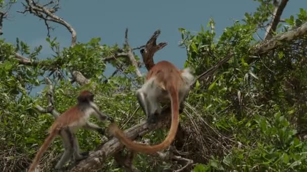 Macaco Colobus vermelho no alto do galho da árvore — Vídeo de Stock