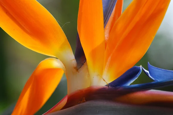 Strelitzia Stock Picture