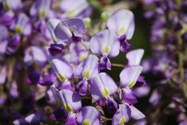 wisteria mor çiçekler